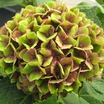 Hydrangea macrophylla Green Delight
