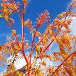 Koelreuteria paniculata Coral Sun (2)