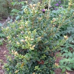Osmanthus heterophylls Perfumed Princess