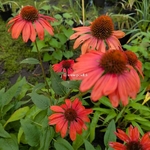Echinacea Panama Red (1)