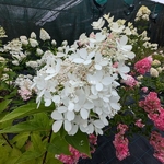 Hydrangea paniculata Panzola (6)