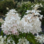 Hydrangea paniculata Panzola (5)