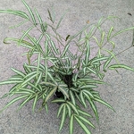 Pteris nipponica