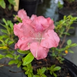 Rhododendron Encore Debutante (2)