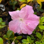 Rhododendron Encore Debutante