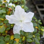 Rhododendron Encore Ivory