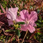 Rhododendron Encore Sweetheart (2)
