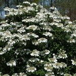 Viburnum Spring Lace (3)