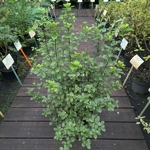 Pittosporum tenuifolium Irish Luck (2)