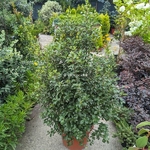 Pittosporum tenuifolium Irish Luck