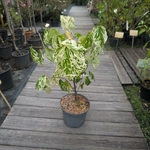 Cercis canadensis Alley Cat