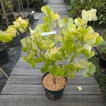 Cercis canadensis The Rising Sun
