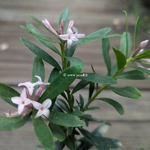 Daphne Fragrant Pink (1)