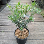 Daphne Fragrant Pink (2)