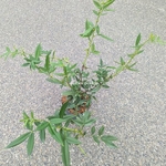 Zanthoxylum armatum