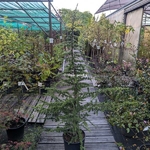 Cedrus libani