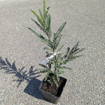 Sophora microphylla Sun King (2)