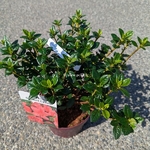 Rhododendron Encore Orange Crush (2)