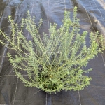 Westringia fruticosa Blue Gem