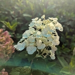 Hydrangea paniculata Quick Fire Fab (2)