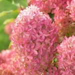 Hydrangea paniculata Quickfire Fab (4)