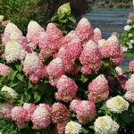 Hydrangea paniculata Quickfire Fab (2) (2)