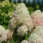 Hydrangea paniculata Quickfire Fab (1) (2)