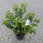 Rhododendron Encore Ivory