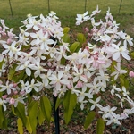 Clematis armandii Henderson Rubra (3)