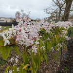 Clematis armandii Henderson Rubra (1)