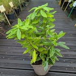 Daphne odora Aureomarginata