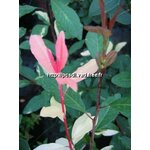 l_photinia%20davidiana%20palette