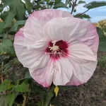 Hibiscus x moscheutos Cherry Cheesecake