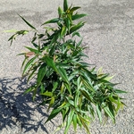 Strobilanthus Brunnety (1)