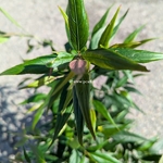 Strobilanthus Brunnety (3)