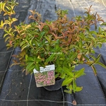 Hydrangea scandens First Love