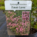 Hydrangea scandens First Love (2)