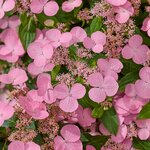 Hydrangea scandens First Love (2)
