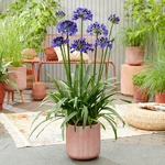 Agapanthus Midnight Sky (11)
