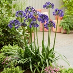 Agapanthus Midnight Sky (14)