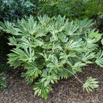 Fatsia japonica Spider Web