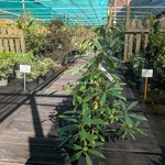 Illicium henryi