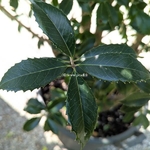 Osmanthus x fortunei San José (1)