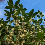 Osmanthus x fortunei San José (2)