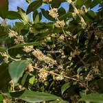Osmanthus x fortunei San José (3)