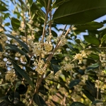 Osmanthus x fortunei San José (5)