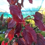 Parrotia persica Bella (1)