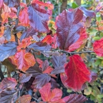 Parrotia persica Bella (2)
