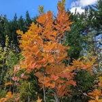 Quercus bicolor (2)