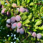 Prune dente